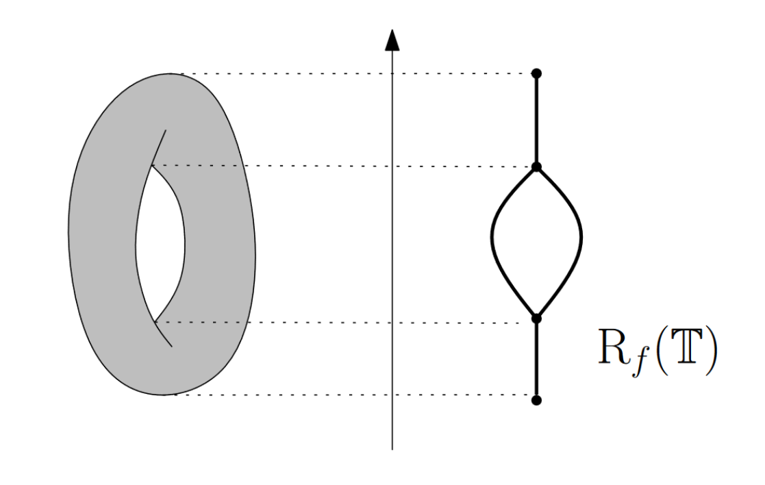 Reeb Graph of the torus